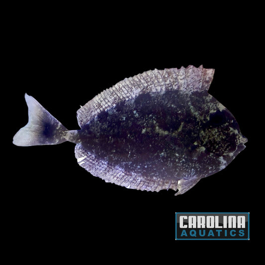 Tang - Spotted Unicorn Md