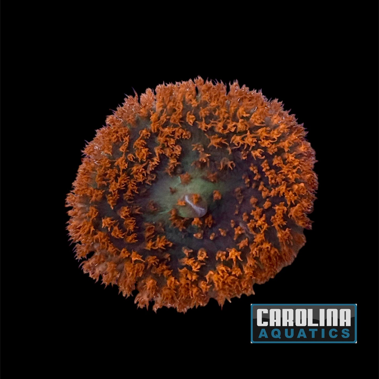 Polyp - Corallimorph Red Warty