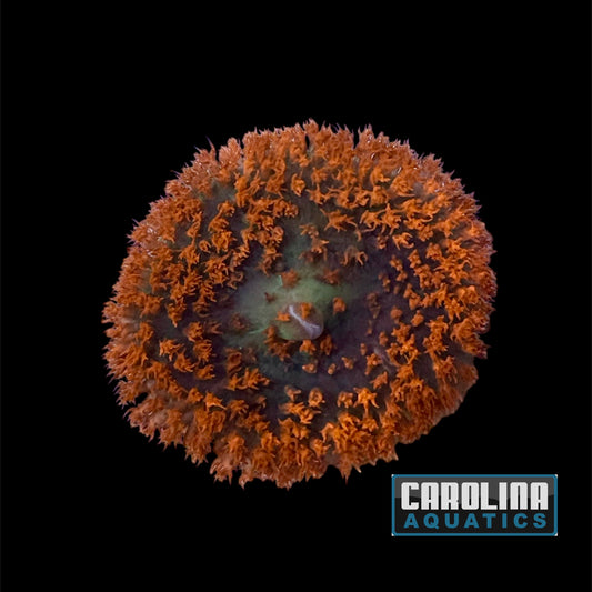 Polyp - Corallimorph Red Warty