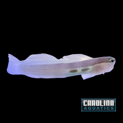 Blenny - Two Spot Bimaculatus