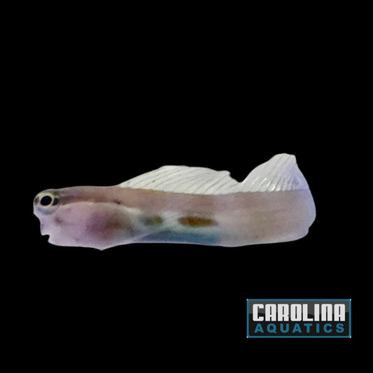Blenny - Two Spot Bimaculatus