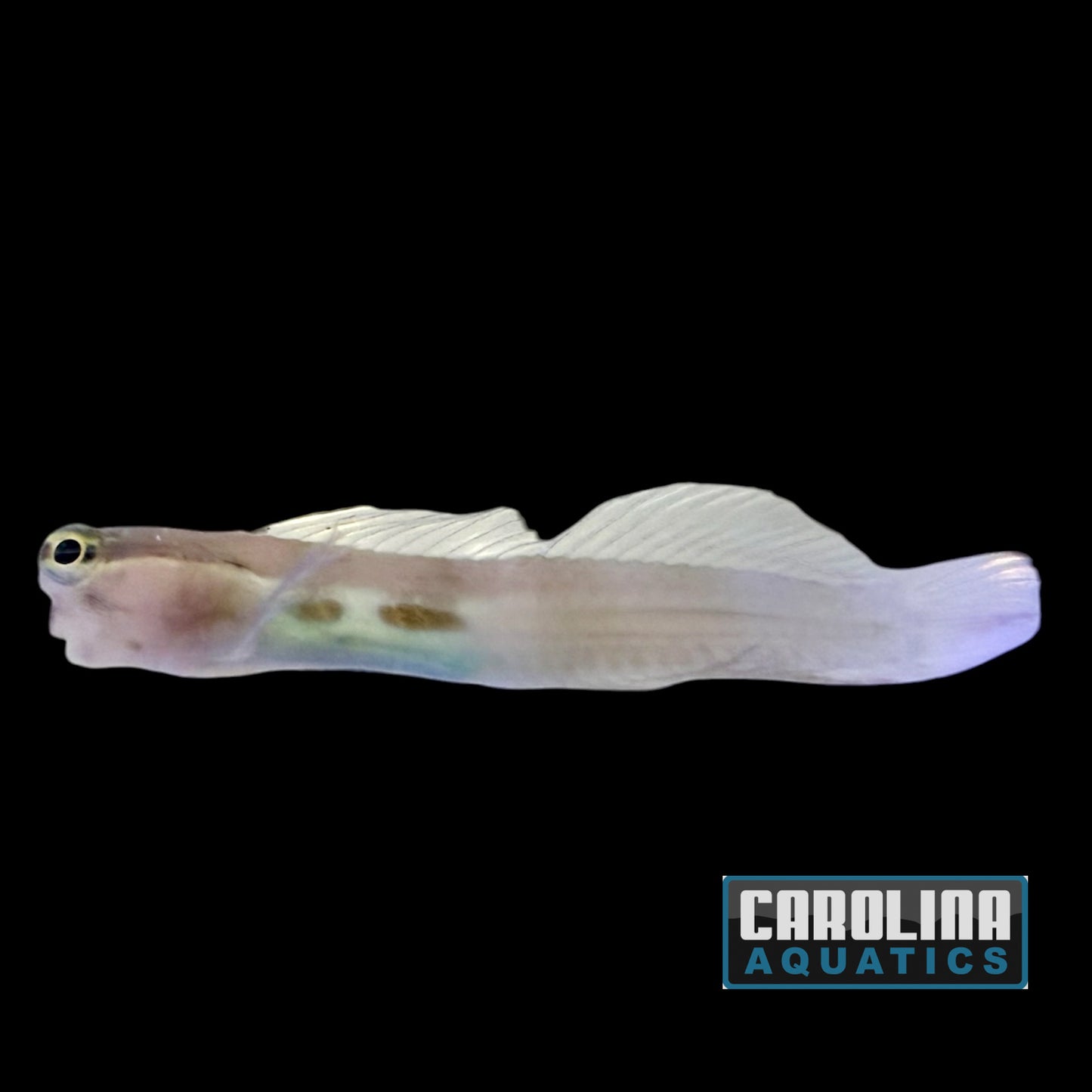 Blenny - Two Spot Bimaculatus