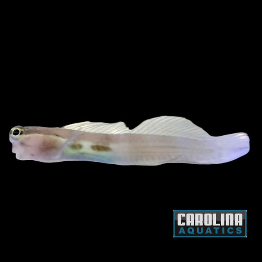 Blenny - Two Spot Bimaculatus
