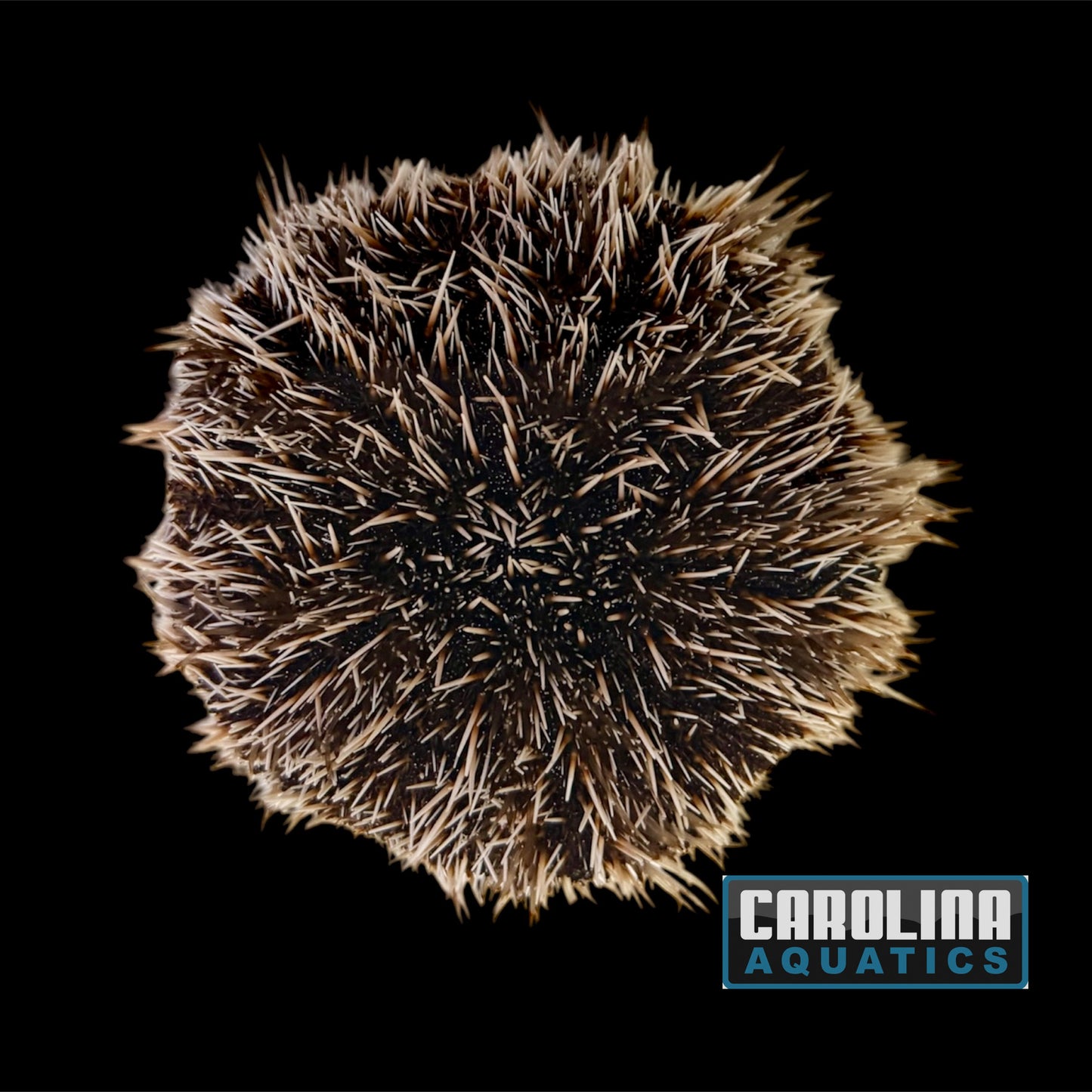 Urchin - West Indian Sea Egg XL