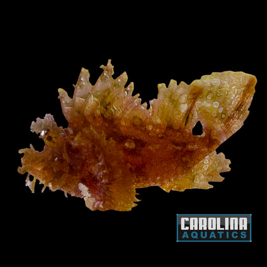 Scorpionfish - Goose XL