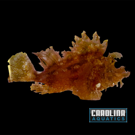 Scorpionfish - Goose XL