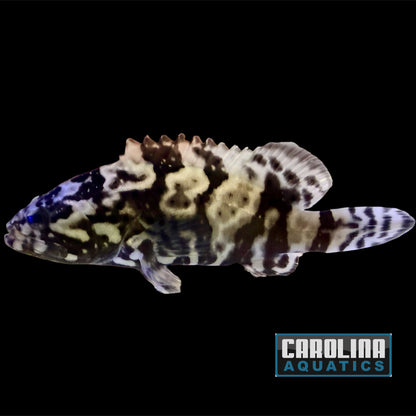 Grouper - Hybrid Tiger Md/Lg
