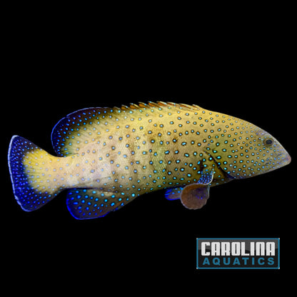 Grouper - Peacock Hind XL