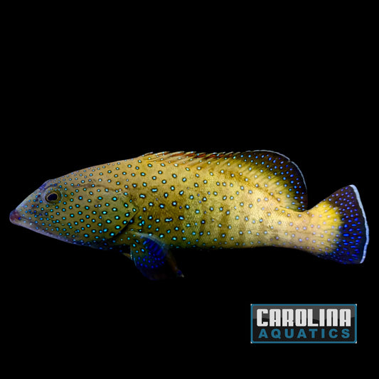 Grouper - Peacock Hind XL