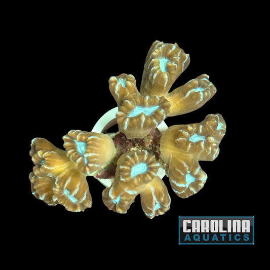 Australian - Caulustrea Md