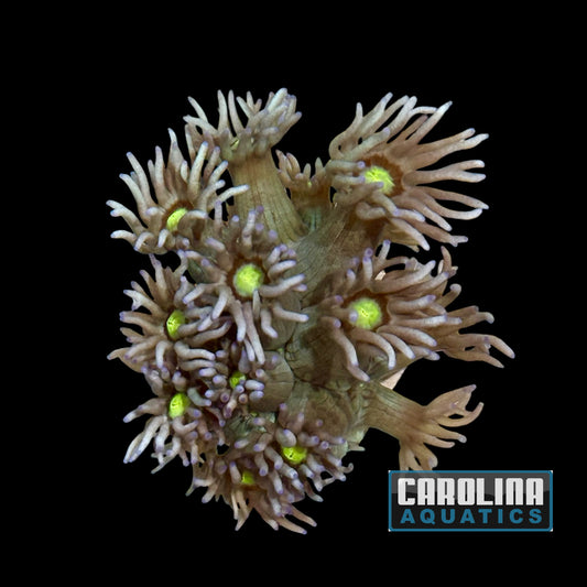 Frag - Goniopora Blue Yellow Eye