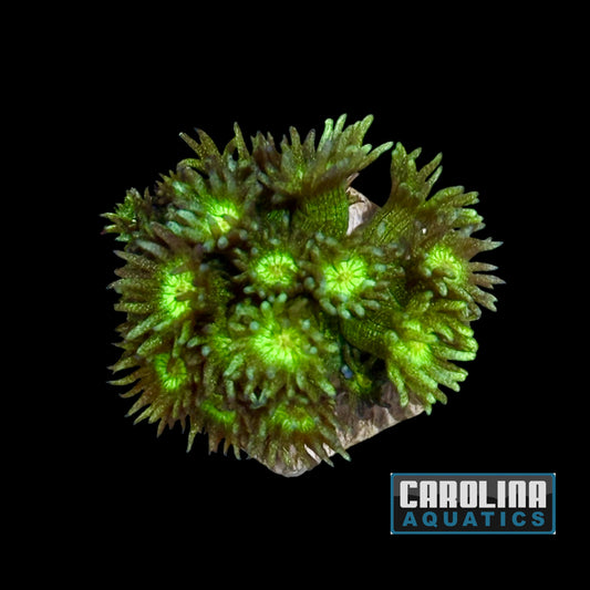 Frag - Goniopora Glitter