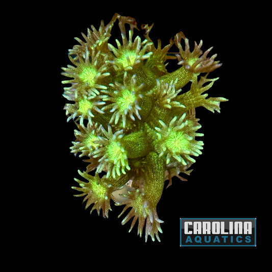 Frag - Goniopora Glitter