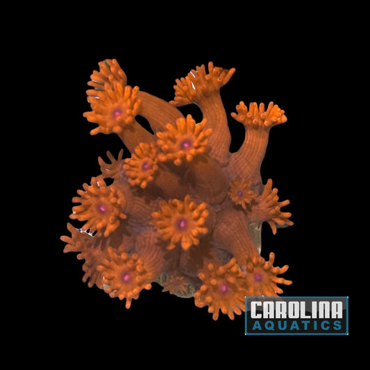 Frag - Goniopora Red Blue Eye