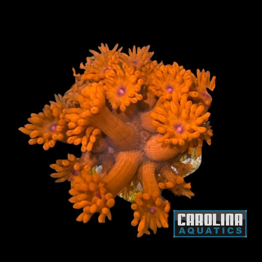 Frag - Goniopora Red Blue Eye