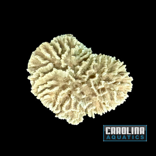 Australian - Pectinia Md