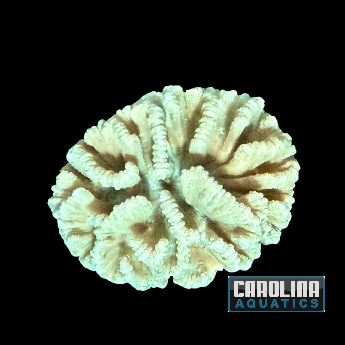 Australian - Pectinia Md