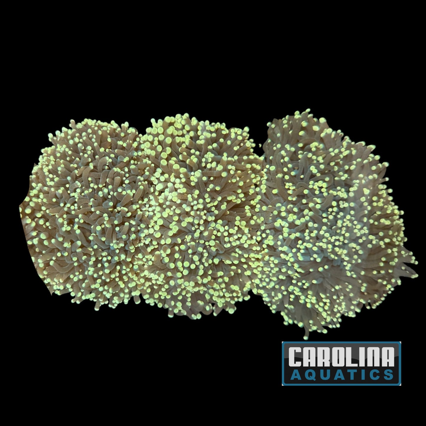 Australian - Torch Toxic Green (per head)