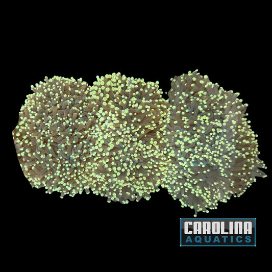 Australian - Torch Toxic Green (per head)