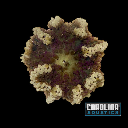 Anemone - Beaded Sea