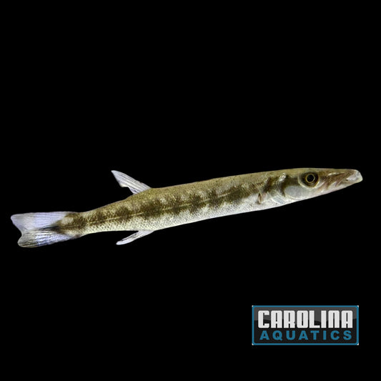 Barracuda - Great