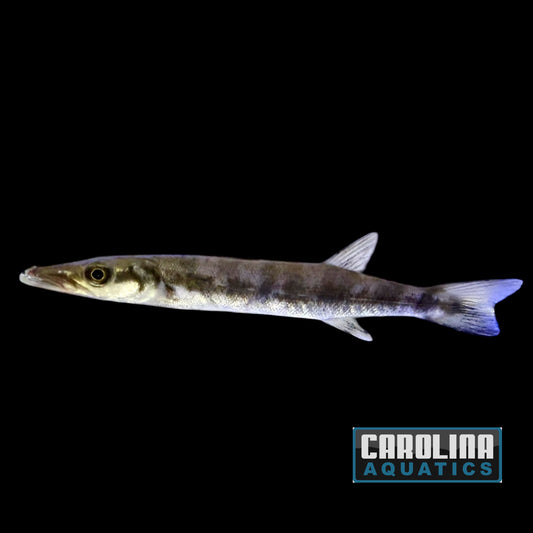 Barracuda - Great
