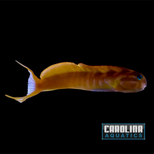 Blenny - Midas Golden XL