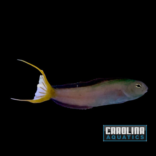 Blenny - Harptail Wild