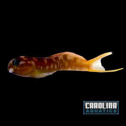 Blenny - Midas Golden