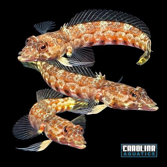 Sandperch - Latticed