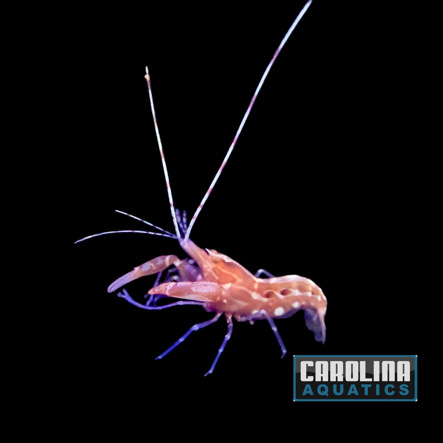 Shrimp - Pistol Red Caribbean