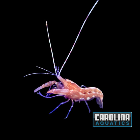 Shrimp - Pistol Red Caribbean