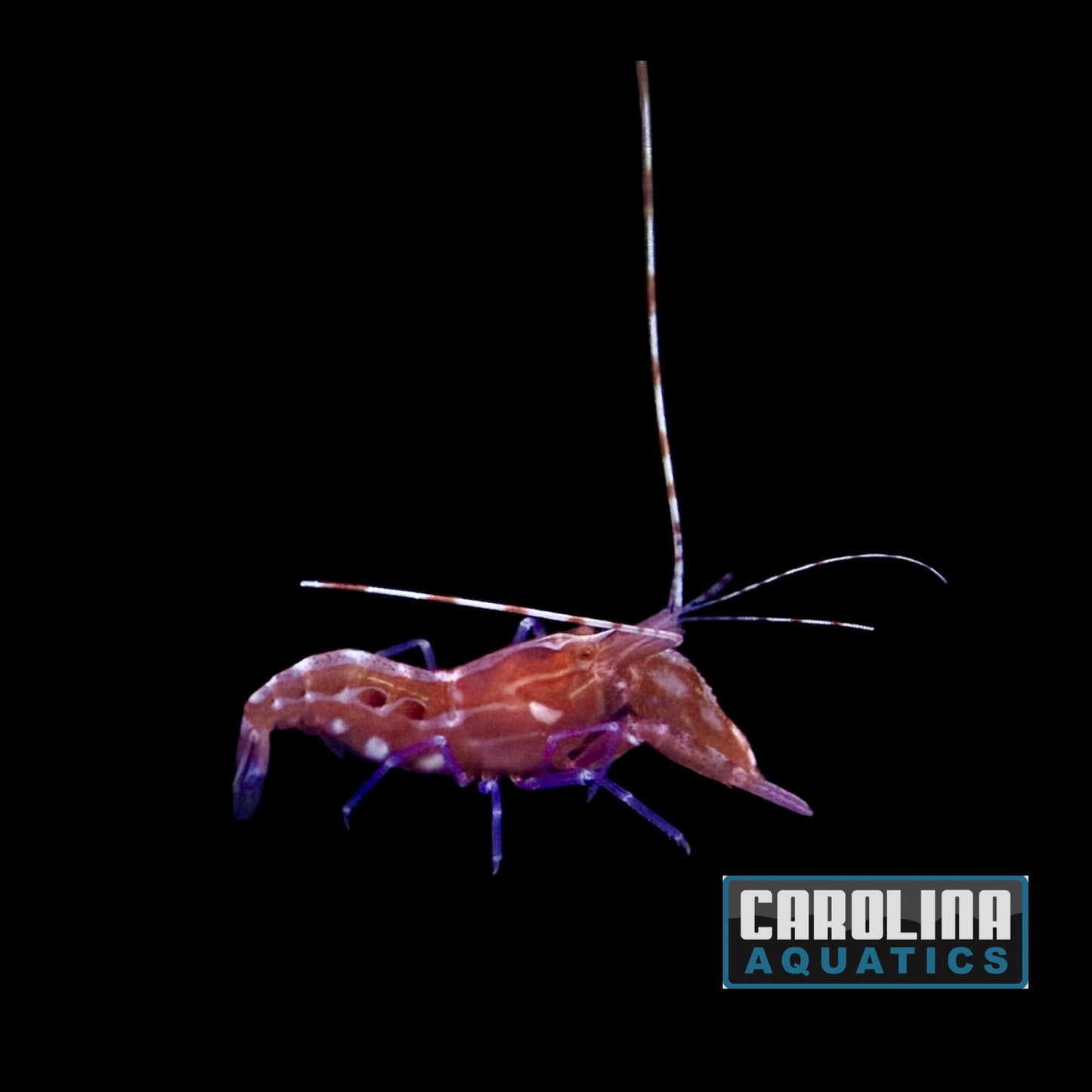 Shrimp - Pistol Red Caribbean