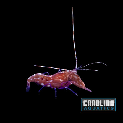 Shrimp - Pistol Red Caribbean
