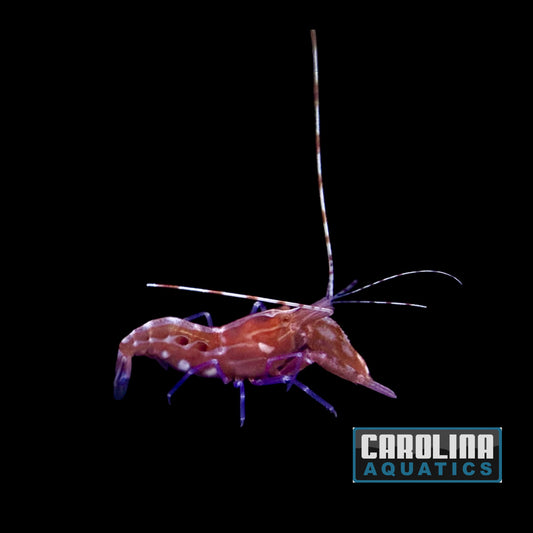 Shrimp - Pistol Red Caribbean
