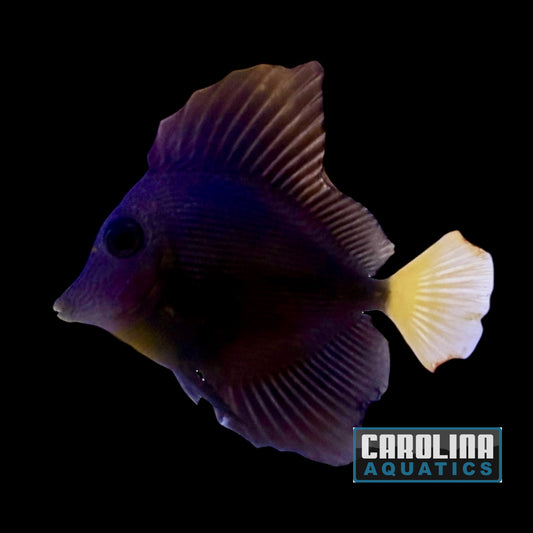 Tang - Purple Sm WYSIWYG Blemish