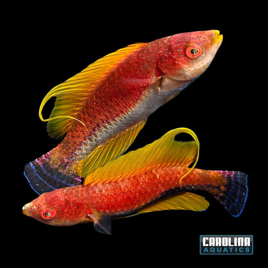Wrasse - Fairy WhipFin Lg