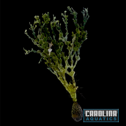 Halimeda Algae