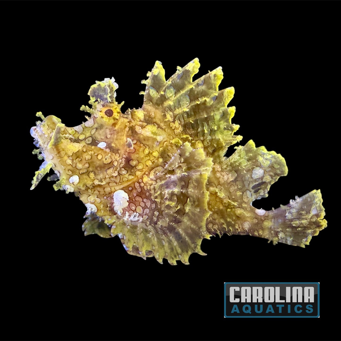 Scorpionfish - Goose XL WYSIWYG #3