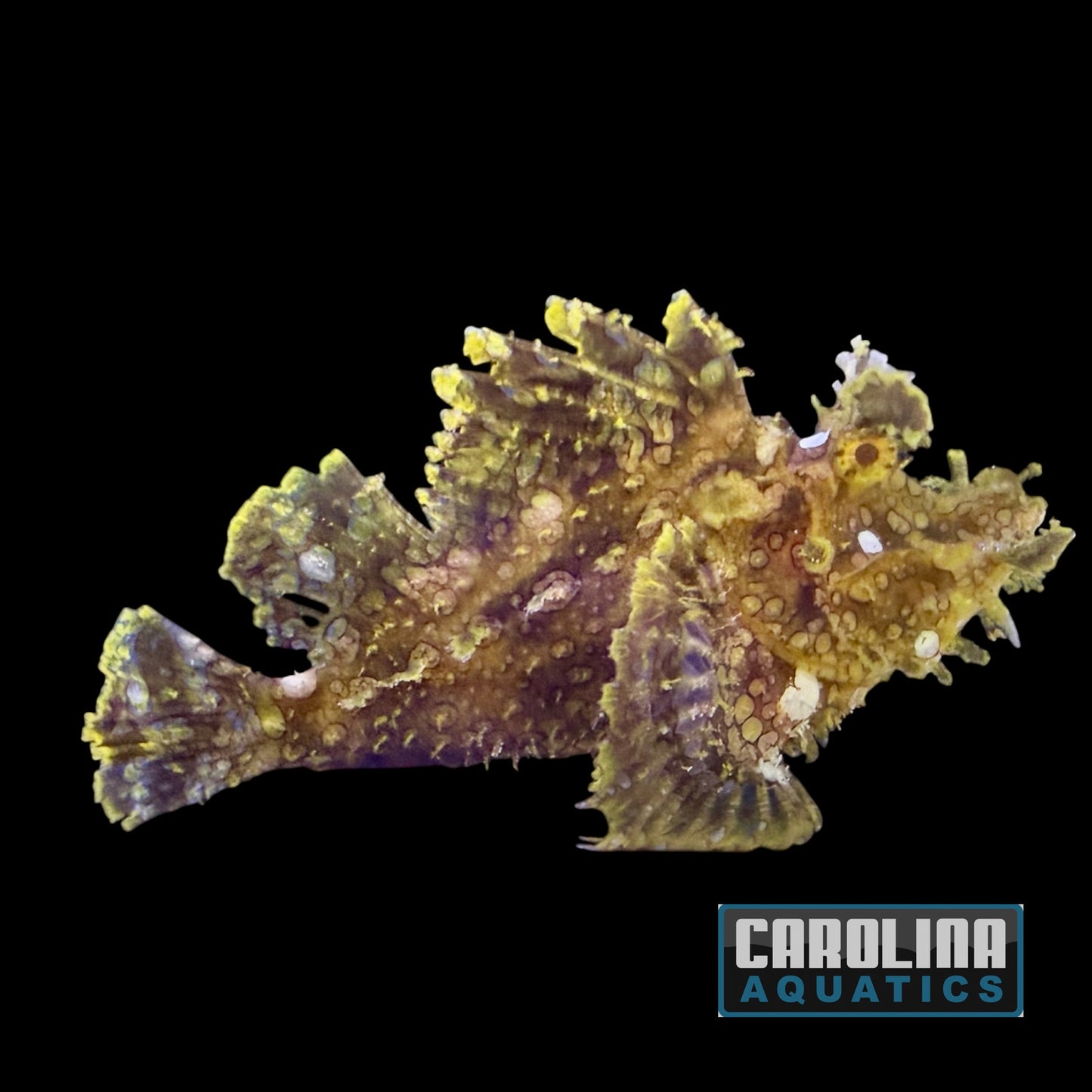 Scorpionfish - Goose XL WYSIWYG #3