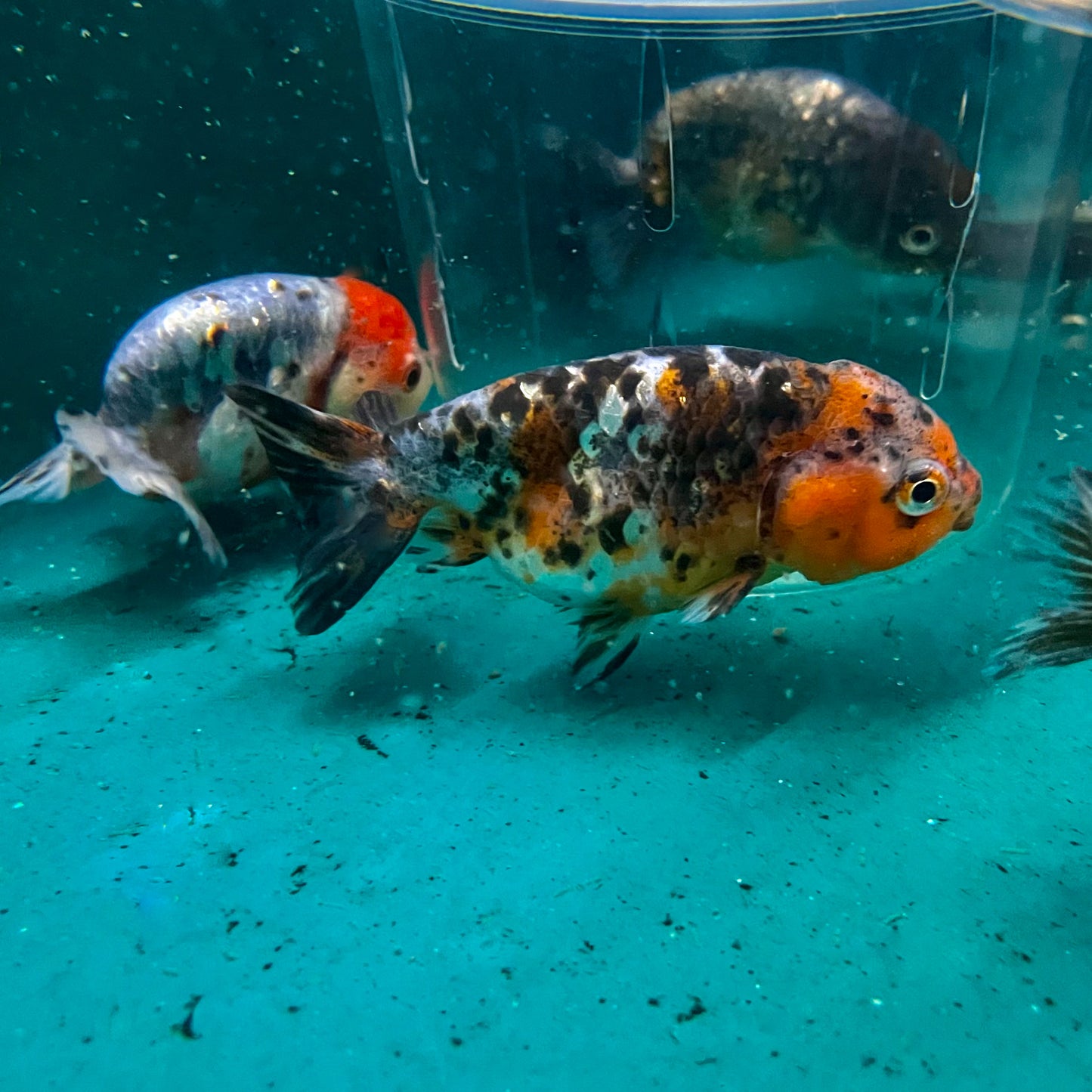 Goldfish - Ranchu Kirin Imported 4-5in