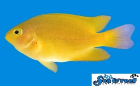 Damsel - Lemon T.R.