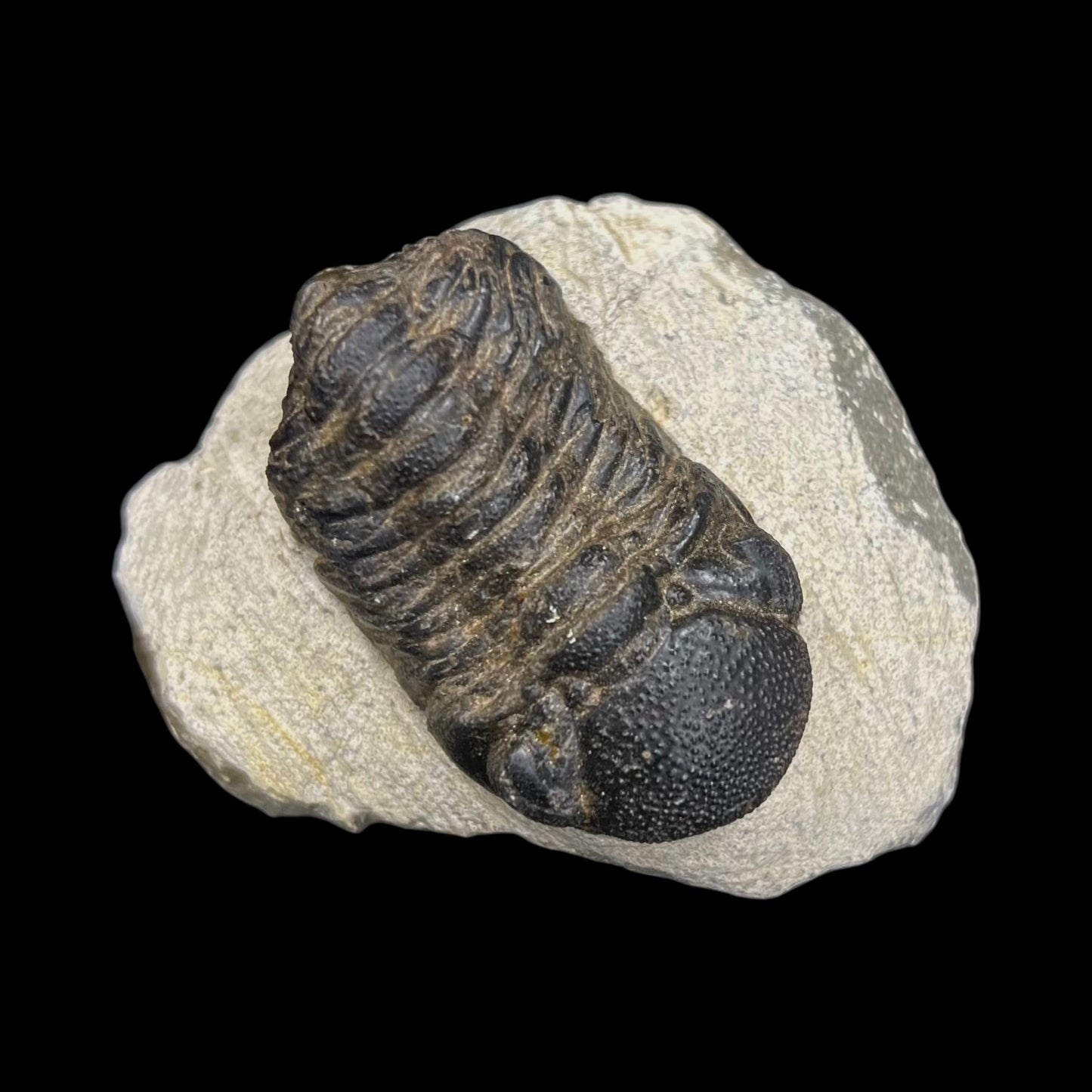 Metacanthian Trilobite in Matrix