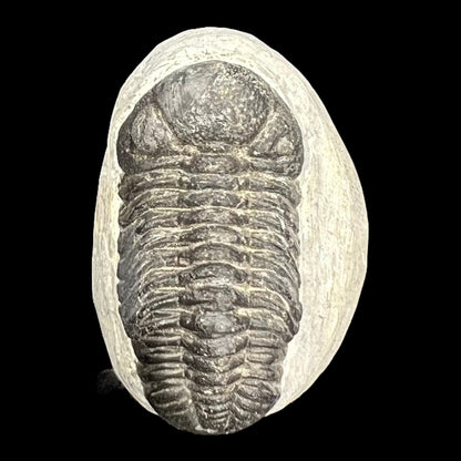 Metacanthian Trilobite in Matrix