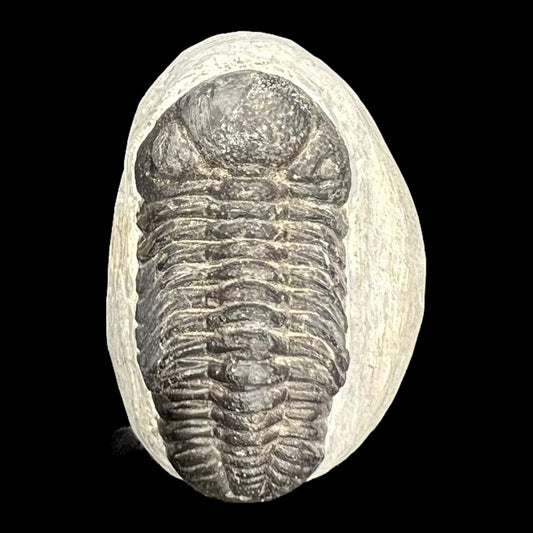 Metacanthian Trilobite in Matrix