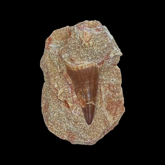 Mosasaur Tooth Fossil in Matrix