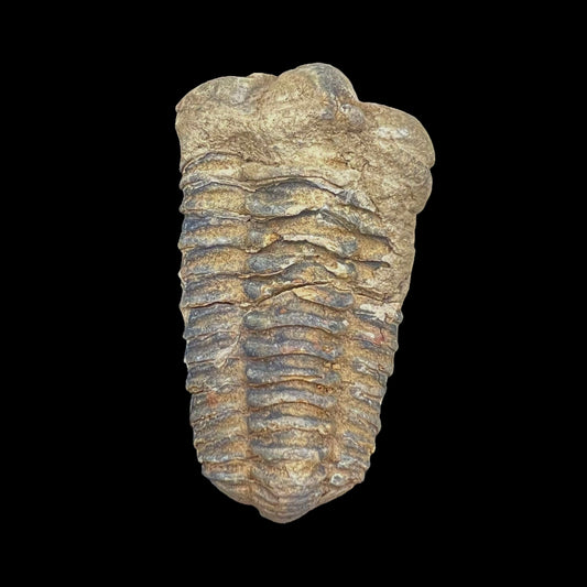 Trilobite Fossil