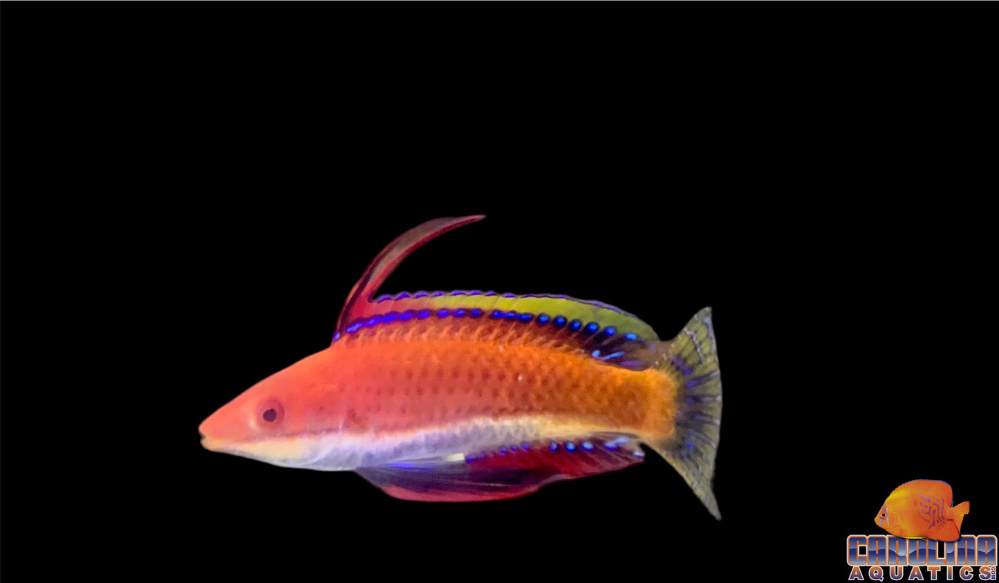 Wrasse - Fairy Longfin