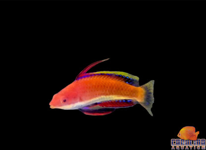 Wrasse - Fairy Longfin