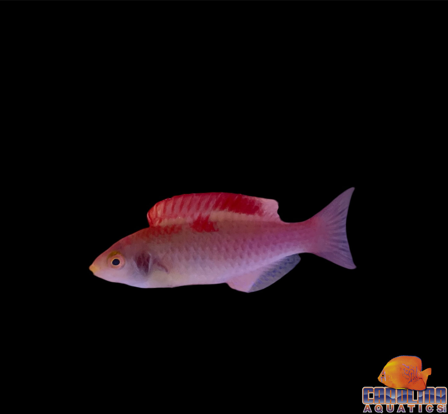 Wrasse - Fairy Debelius